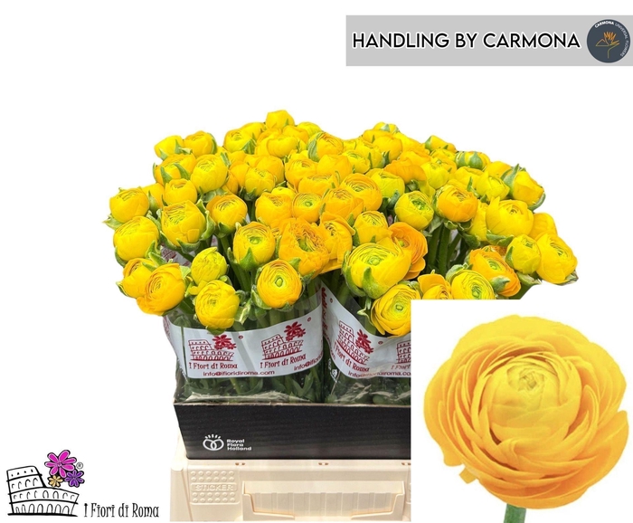 <h4>Ran Elegance Yellow</h4>