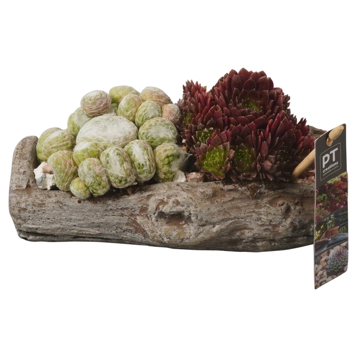 <h4>Arr.  Sempervivum L%</h4>