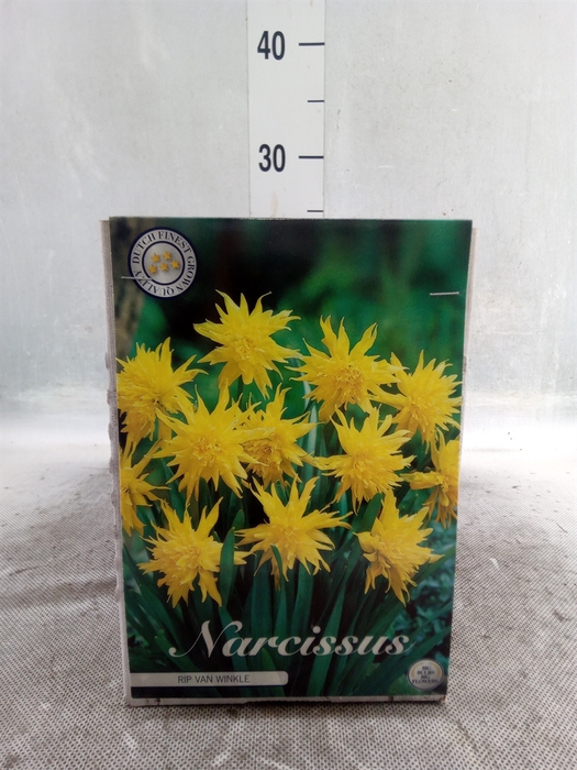 <h4>Narcissus   ...flowerbulbs</h4>