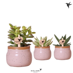 Kolibri Greens Succulenten mix in Vintage Bowl pot pink