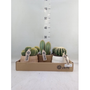 Cactus ...mix