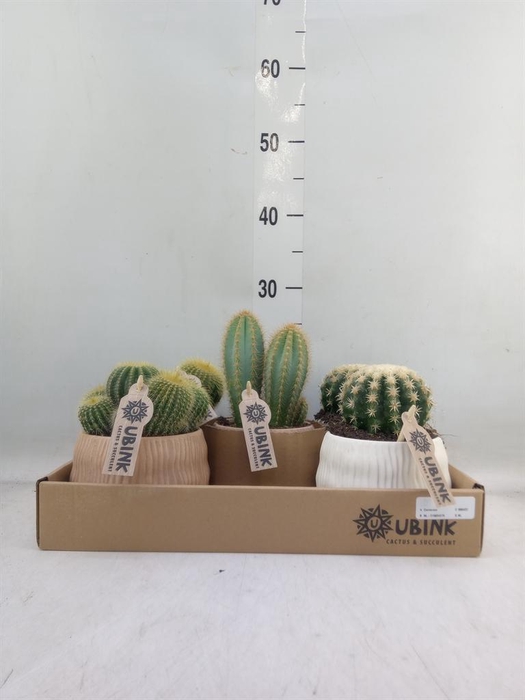 <h4>Cactus ...mix</h4>