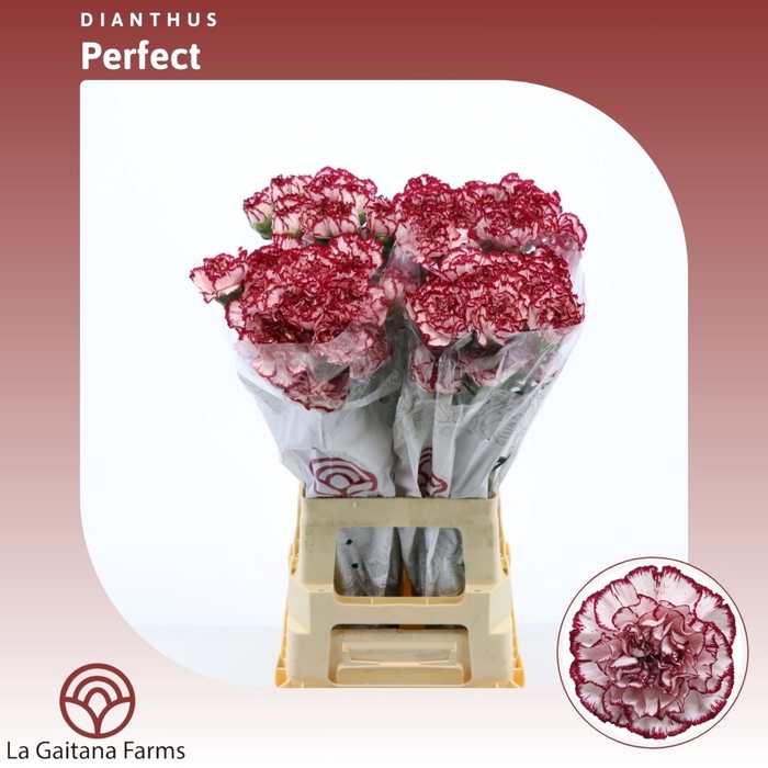 <h4>Dianthus St Perfect</h4>