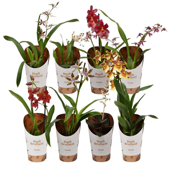 <h4>Orchideeën Gemengd 1-2 Tak</h4>