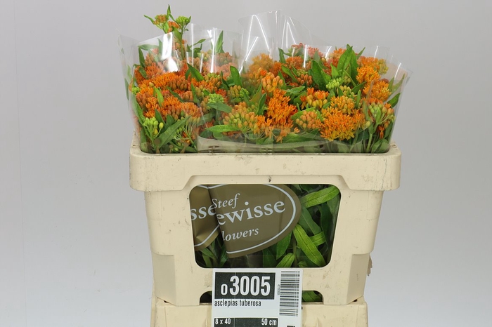 <h4>Asclepias Tuberosa</h4>