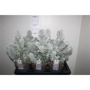 Pinus Silver Crest Snow