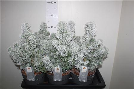 <h4>Pinus Silver Crest Snow</h4>