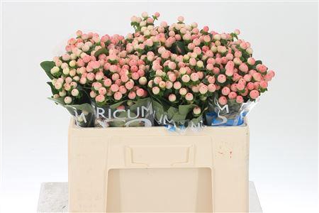 <h4>Hyp Coco Tiamo</h4>