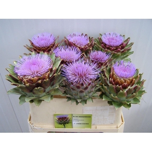 Cynara Scolymus