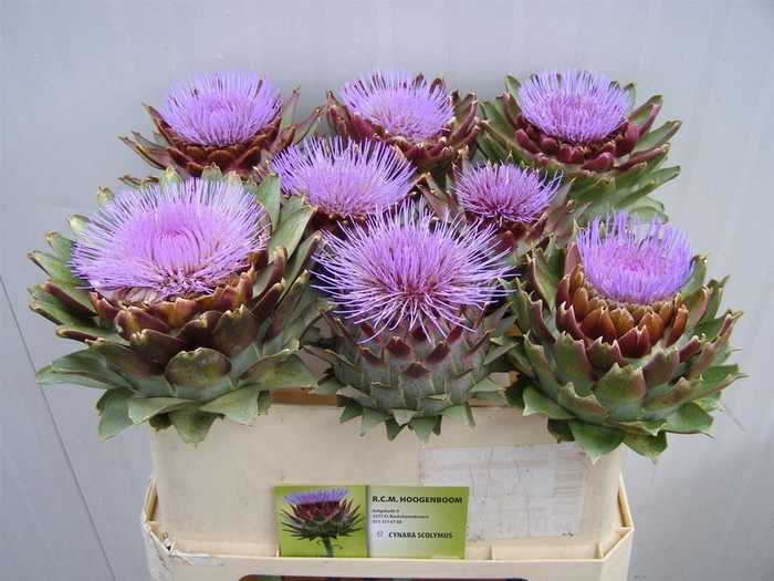 <h4>Cynara Scolymus</h4>