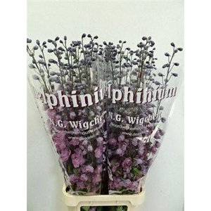 DELPH EL DEWI FLAMINGO PINK