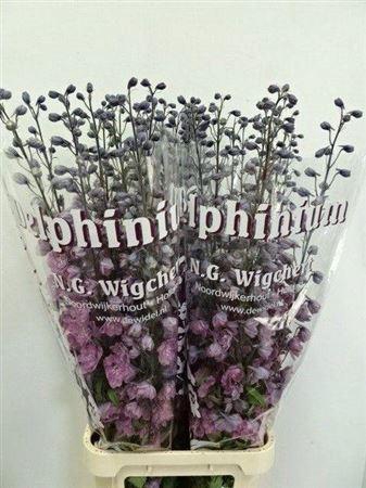 <h4>DELPH EL DEWI FLAMINGO PINK</h4>