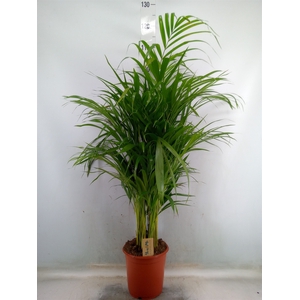 Dypsis lutescens   ...Chrysalidoca