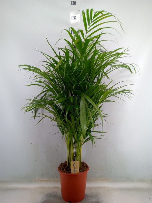 <h4>Dypsis lutescens   ...Chrysalidoca</h4>