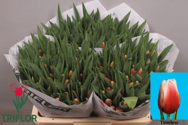 <h4>TU EN TIMELESS</h4>