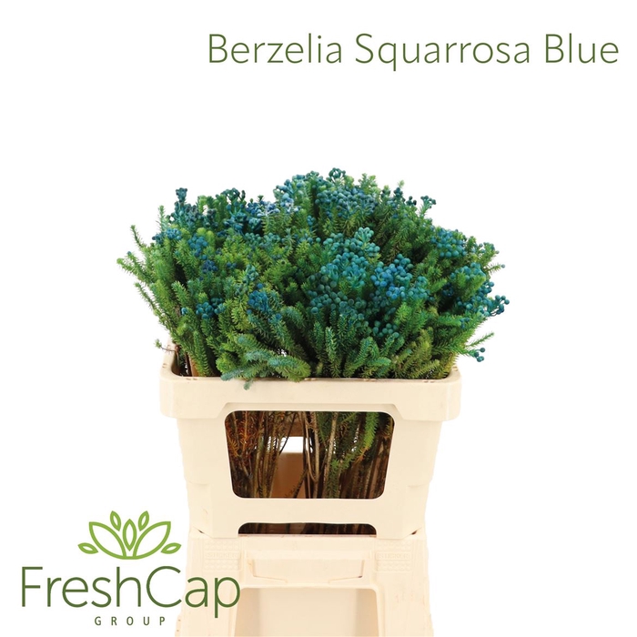 <h4>Berzelia Squarrosa Blue</h4>