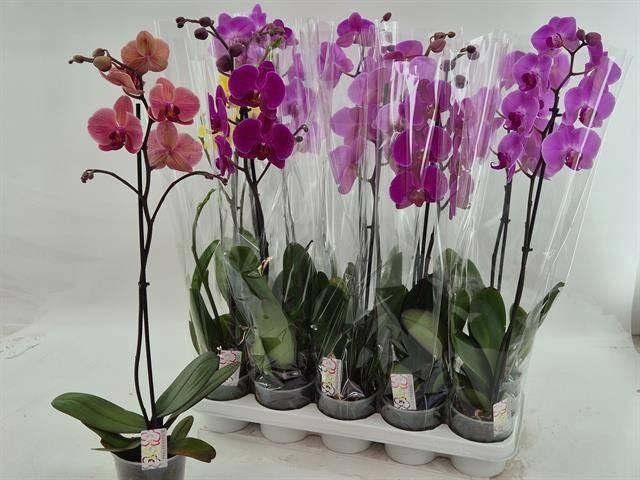 PHAL GEM