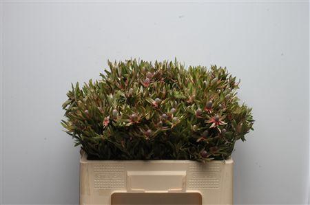 <h4>Leucad Ayoba Star Pearl</h4>
