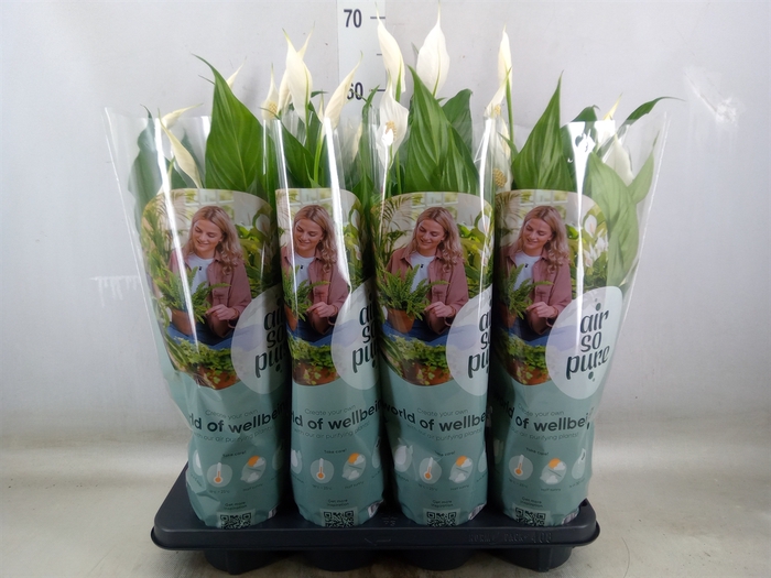 <h4>Spathiphyllum  'Sweet Chico'</h4>