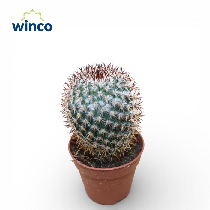 Mammillaria Bombycina