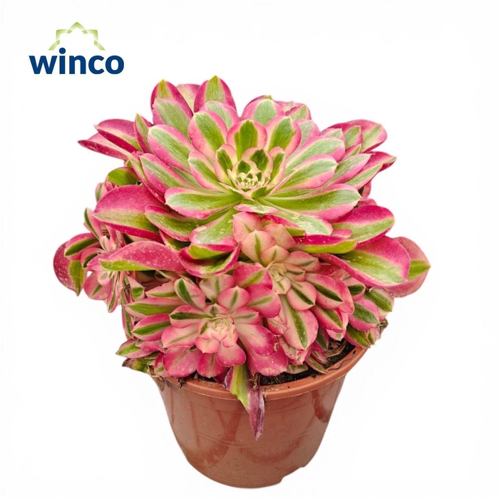<h4>Aeonium Pink Witch</h4>