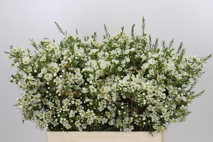 <h4>Chamelaucium Ivory Pearl</h4>