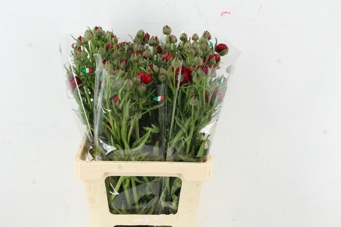 <h4>RAN MODERNA VIVALDI</h4>