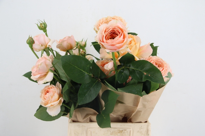 <h4>R GR APRICOT 1924</h4>