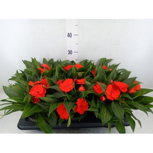 Impatiens NG 'Tamarinda Orange'