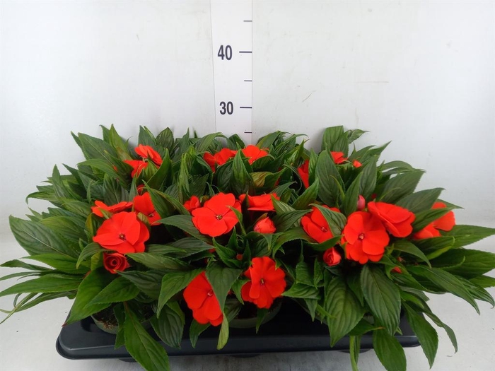 <h4>Impatiens NG 'Tamarinda Orange'</h4>