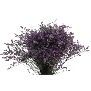 Limonium Maine Blue Extra