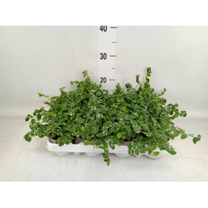 Ficus pumila 'White Sunny'