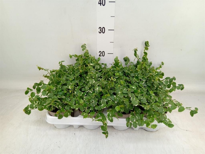 <h4>Ficus pumila 'White Sunny'</h4>