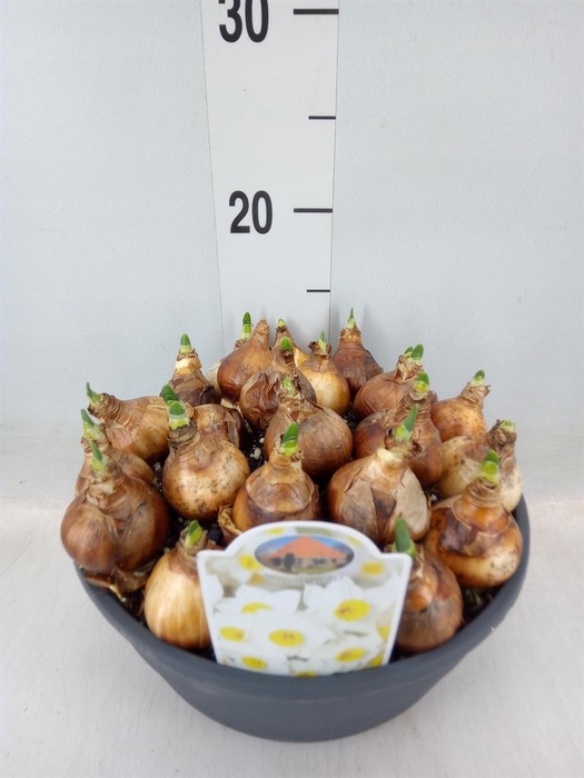 <h4>Narcissus   ...</h4>