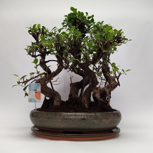 Ficus S-shape Bonsai 'Forest' 40 cm