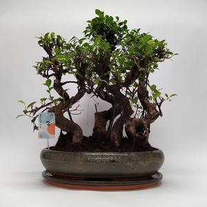 Ficus S-shape Bonsai 'Forest' 40 cm