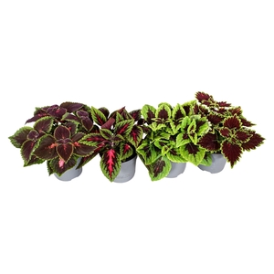 Coleus minimaal 3 soorten mix