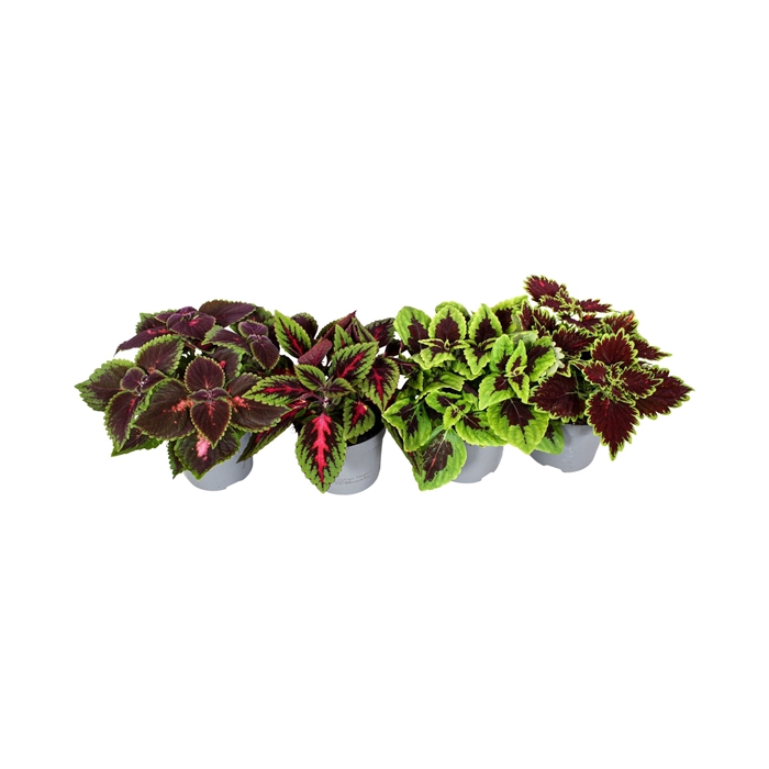 <h4>Coleus minimaal 3 soorten mix</h4>
