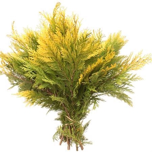 Co Chamae Lawson Geel