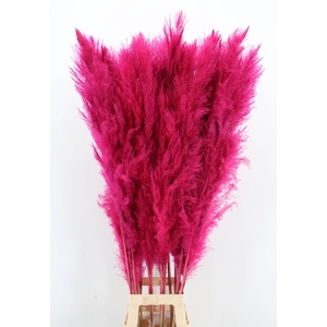 DF Pampas 130cm Cerise