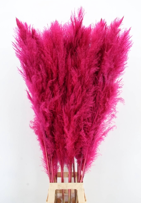 <h4>DF Pampas 130cm Cerise</h4>