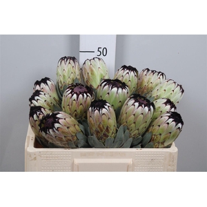Protea Niobe