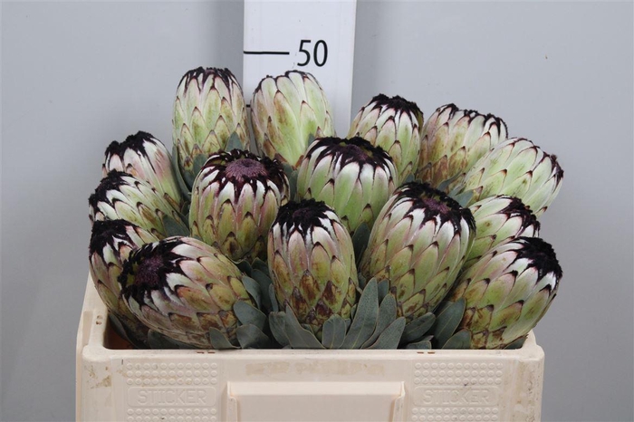 <h4>Protea Niobe</h4>