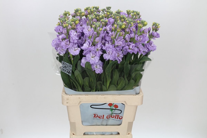 Matthiola Iron Marine