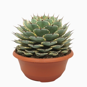 Agave potatorum variegata 35 cm
