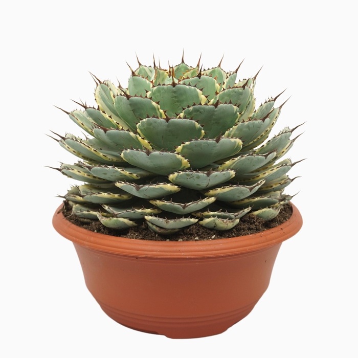 <h4>Agave potatorum variegata 35 cm</h4>