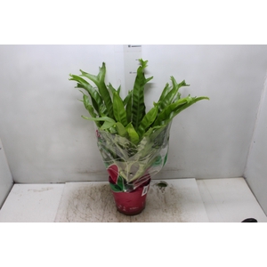 ASPLENIUM CRISSIE P19
