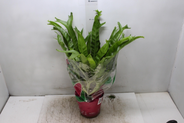 <h4>ASPLENIUM CRISSIE P19</h4>