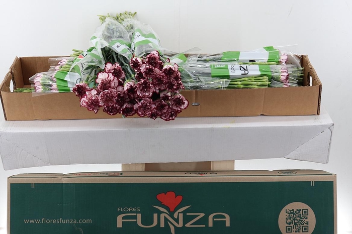 <h4>Di St Perfect Box</h4>