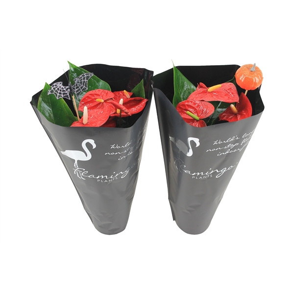 <h4>Anthurium XL.9 Jambo Red 14cm in zwarte sierhoes en halloween bijsteker</h4>